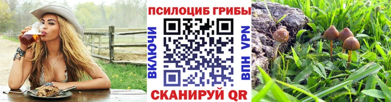 дарнет шоп Дубна Псилоцибиновые грибы Psilocybe